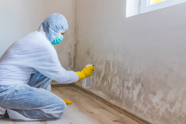 Licensed Black Mold Removal service in Hooversville, PA - WQB Mold Removal