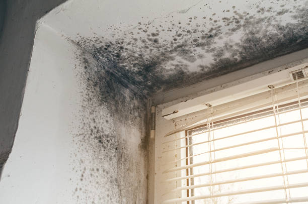 Affordable Black Mold Removal solutions in Hooversville, PA